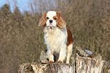 CAVALIER KING CHARLES 365